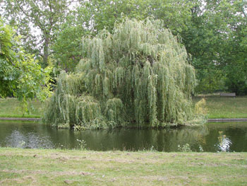 Regent's Park i London