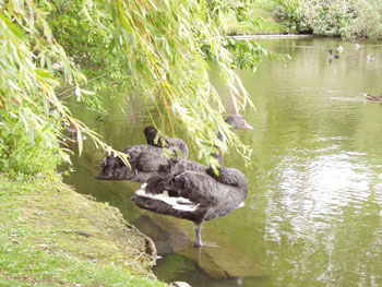 Regent's Park i London